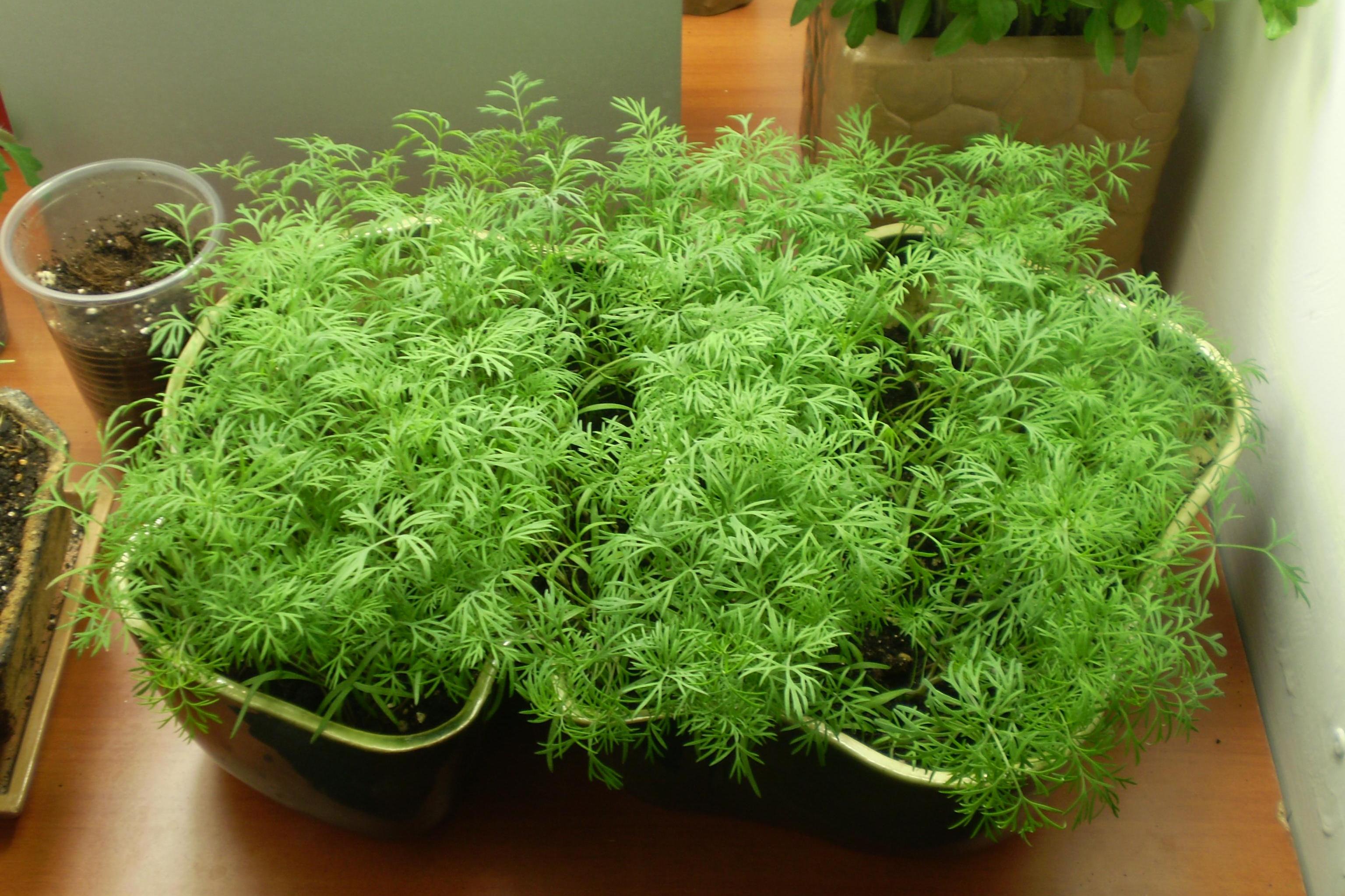 Как выращивать душистые травы на подоконнике?